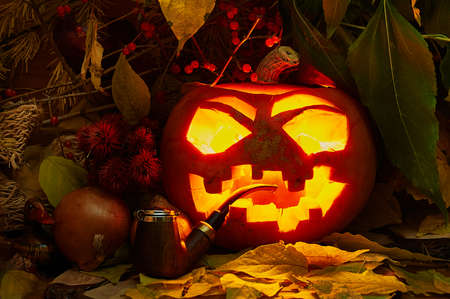 Scary Pumpkin Jack O 'Lantern with Pipe. Orange light on the background of plants, berries and autumn foliage.の写真素材