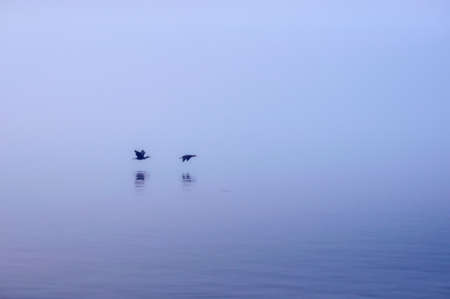 Two cormorants fly low over the Amur River during a flood. Birds are reflected in the water. Foggy summer morning.の写真素材