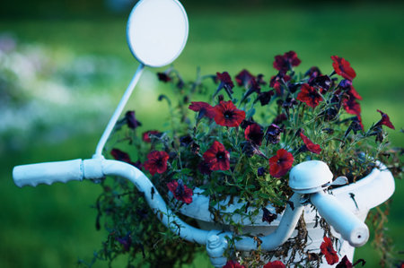 Handlebar of a white bicycle on a green lawn. Flower beds.の写真素材