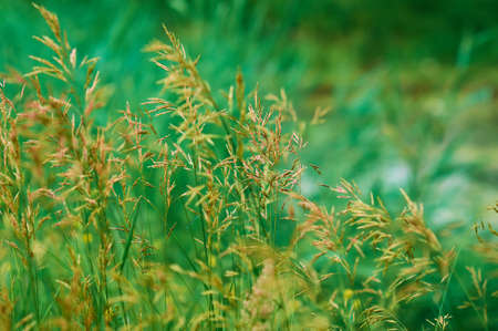 Natural green plant background with yellow spikelets of cereals in the foreground. selective focus.の写真素材