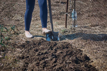 Spring work in the garden. The girl is digging the garden with a shovel. She stepped on the instrument with force. fertile black soil. selective focus.の写真素材