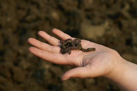Earthworms in the palm of your hand. Woman's hand. Gardening for the whole family. background blur....