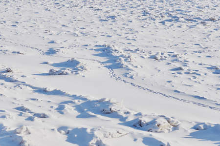 Snow and ice in winter. Natural texture. Light and shadows on a sunny day on the river. Winding dog tracks. Traces of people and animals in the snow.の写真素材
