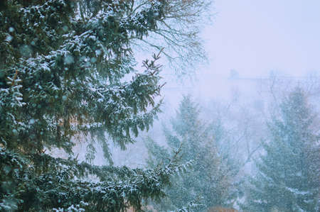 Snow storm in the city park. Snow-covered evergreen firs in a fog of snowflakes. selective focus. Blagoveshchensk, Russia.の写真素材