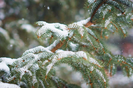 Snowfall in the spruce forest. evergreen trees. The branches of the Christmas trees are covered with...