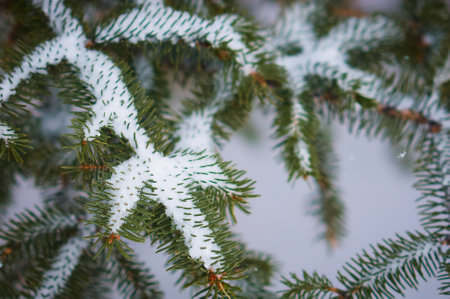 Snowfall in the spruce forest. evergreen trees. The branches of the Christmas trees are covered with snow. Texture of green needles. selective focus.の写真素材