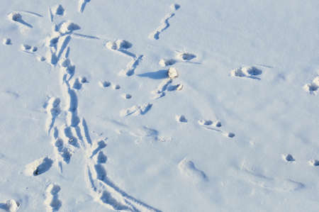 Footprints in the snow on a sunny winter day. view from above.の写真素材