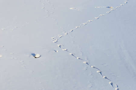 Footprints in the snow on a sunny winter day. view from above.の写真素材