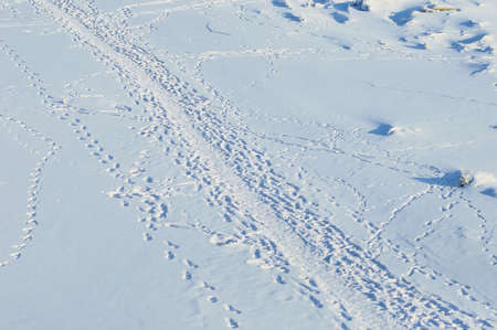 Footprints in the snow on a sunny winter day. view from above.の写真素材