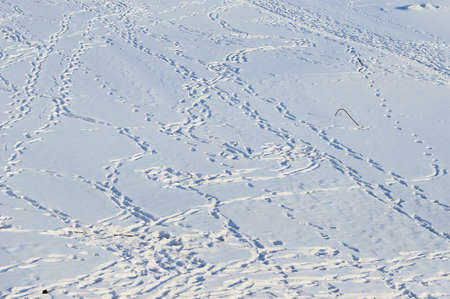 Footprints in the snow on a sunny winter day. view from above. Concept of confusion traces.の写真素材