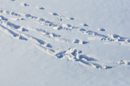 Footprints in the snow on a sunny winter day. view from above.の写真素材