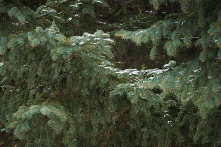 Spruce branches in the winter forest. Snow on green needles. natural abstract background.の写真素材