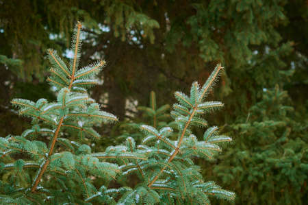 Spruce branches in the winter forest. Snow on green needles. natural abstract background.の写真素材