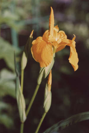 flowersの写真素材