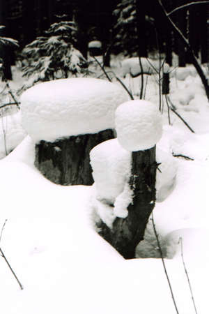 natureの写真素材