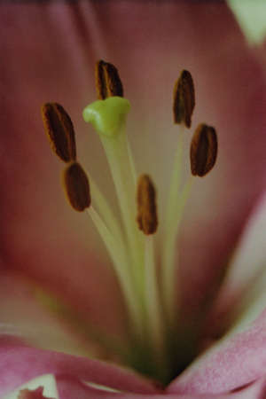 flowersの写真素材