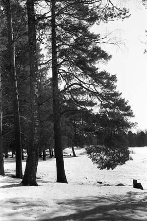 natureの写真素材