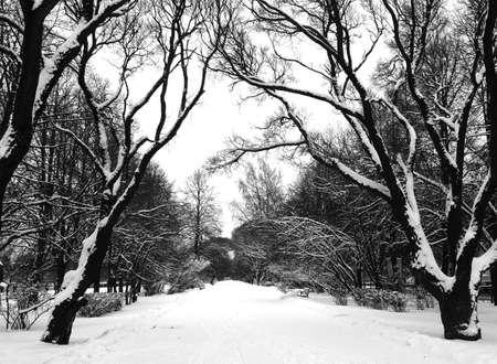 natureの写真素材