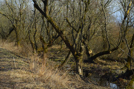 nature, landscapeの写真素材