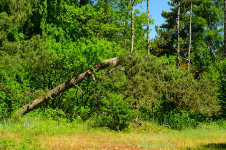 Natureの写真素材
