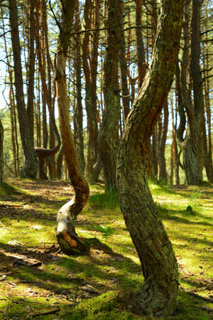 Natureの写真素材