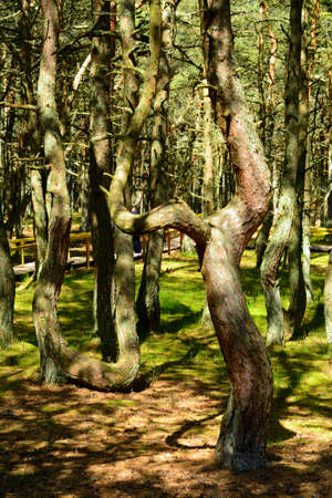 Natureの写真素材