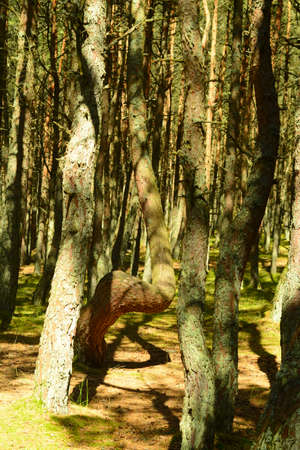 Natureの写真素材