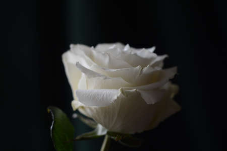 rose, January 2018, St. Petersburgの写真素材