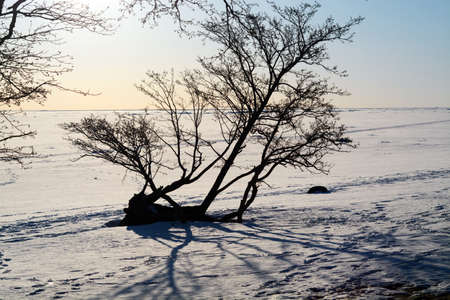 winter park, 2018, St. Petersburgの写真素材