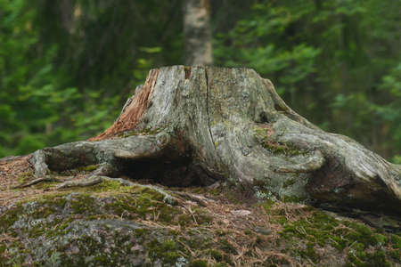 Tree background.の写真素材