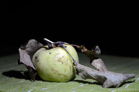 Green apple with dry leaves on a carpetの写真素材