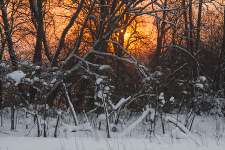 winter day, February 2021, Leningrad region, Russiaの写真素材