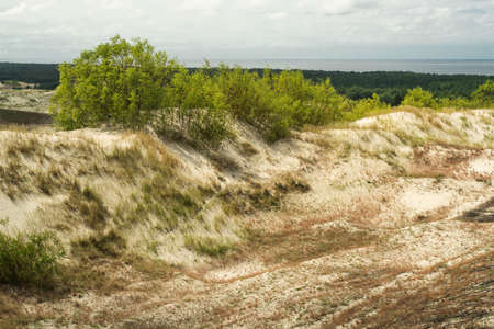 sand dunes, July 2020, Kaliningrad region, Russiaの写真素材