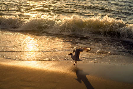 summer sunset, July 2020, Kaliningrad region, Russiaの写真素材