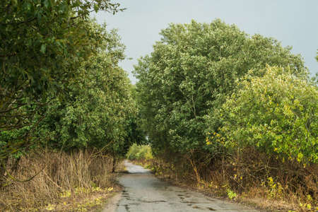 autumn park, September 2020, Leningrad region, Russiaの写真素材