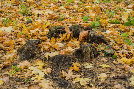 autumn park, October 2021, Saint Petersburg, Russiaの写真素材