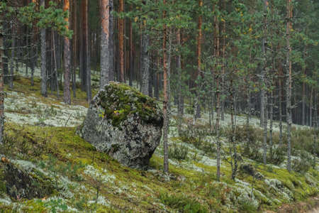 autumn forest, September 2021, Leningrad region, Russiaの写真素材