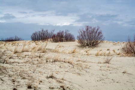 sand dunes in winter with dry grass and bushes under cloudy skyの写真素材