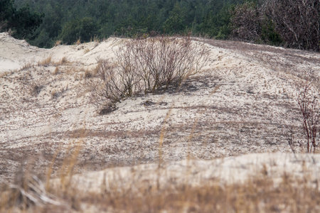 Sand dune on the Baltic Sea coast in Liepaja, Latviaの写真素材