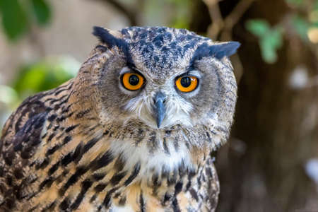 eagle-owl