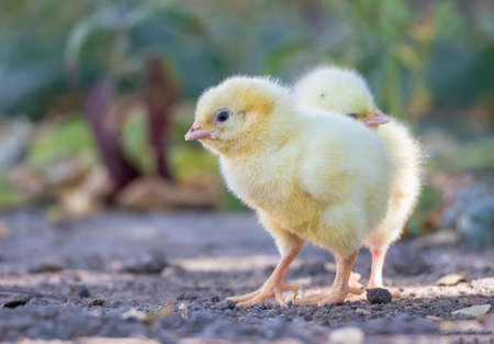 chickenの写真素材