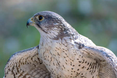 falconの写真素材