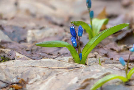 blue spring snowdrops