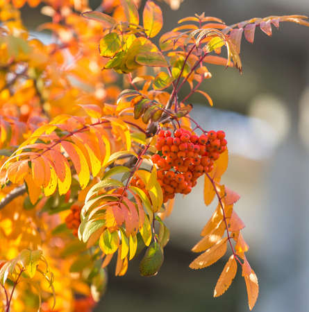 autumn leaves on a treeの写真素材