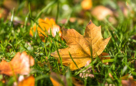 autumn leaves on grassの写真素材