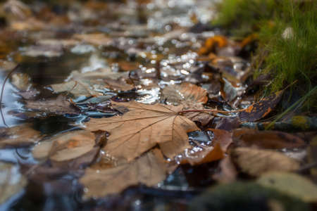 autumn leaves on the waterの写真素材