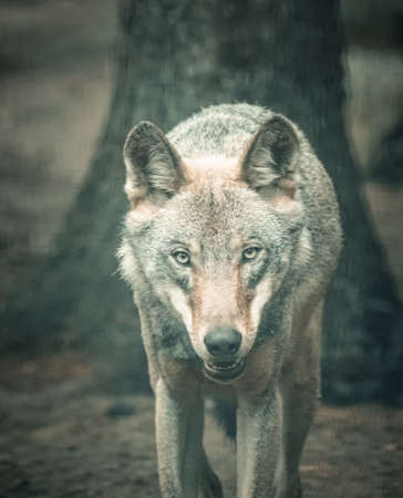 wolf in the forest