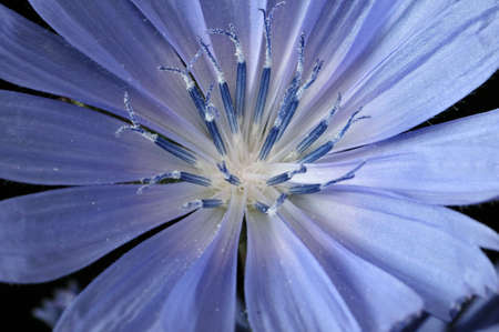 Common Chicory or Cichorium intybus flower blossoms commonly called blue sailors, chicory, coffee...
