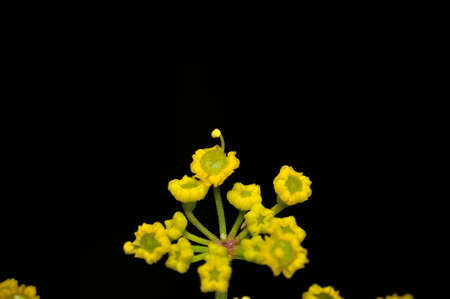 Achillea millefolium plant topped by flat, bright yellow flower heads. Common names yarrow, common...