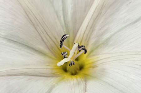 Bindweed - Convolvulus sp. Blooms on meadow, white flowers - pernicious weed of crops and...
